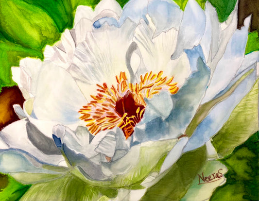 WHITE PEONY